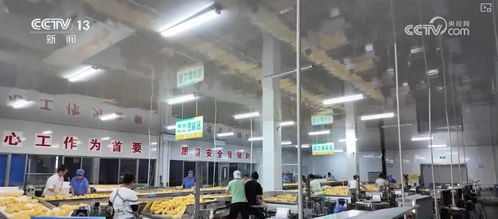 科技赋能让鲜食玉米的 鲜 得到最直观体现